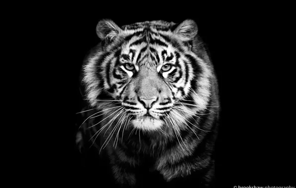 Тигр, хищник, черно-белое, черный фон, крупным планом