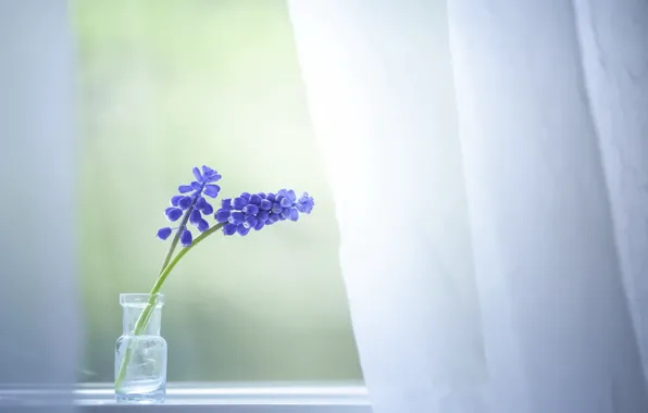 Цветы, дом, окно