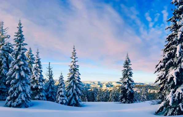 Картинка forest, Winter, sky, trees, landscape, nature, clouds, snow