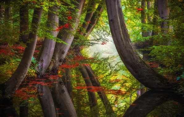 Осень, лес, деревья, природа, отражение, речушка, Jan-Herman Visser