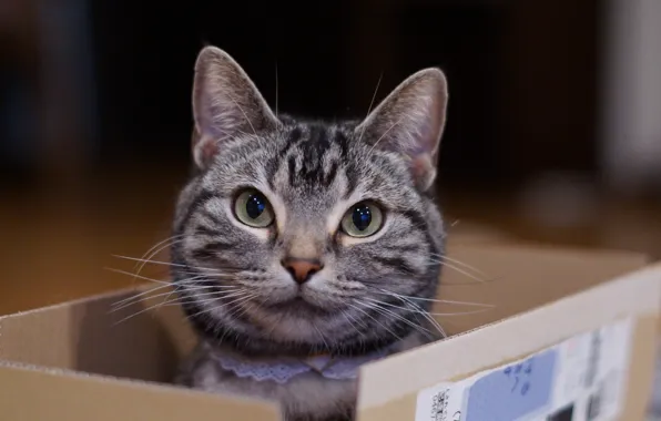 Картинка кошка, глаза, усы, взгляд, морда, коробка