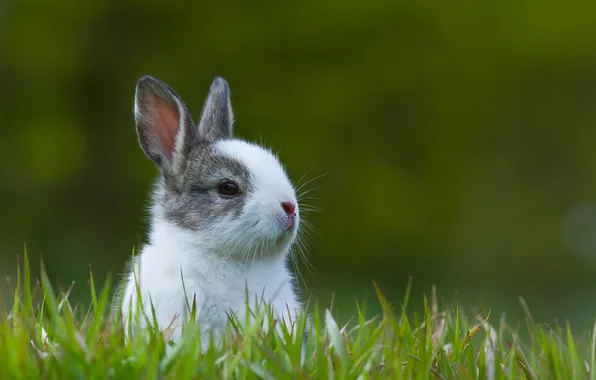 Картинка nature, rabbit, one, pets, pet, rodent, outdoors, natural