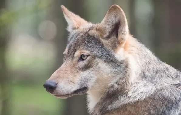 Nature, face, animal, wolf, wildlife, head, fur, mammal