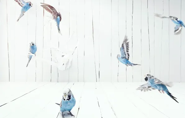 Картинка полет, Птицы, волнистые попугаи