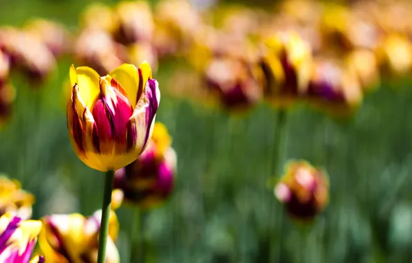 Картинка цветы, природа, краски, colors, тюльпаны, nature, flowers, tulips