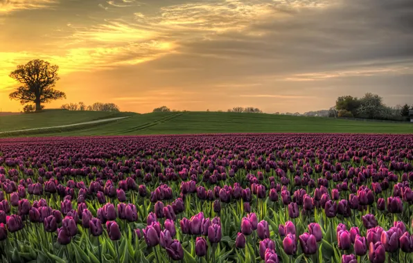 Картинка поле, небо, закат, природа, Дания, тюльпаны