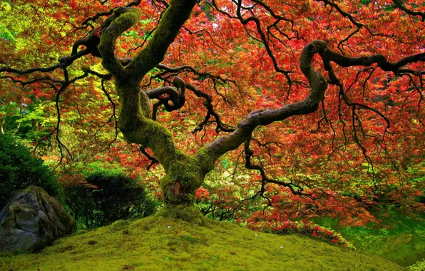 Красный, природа, клён, японский сад