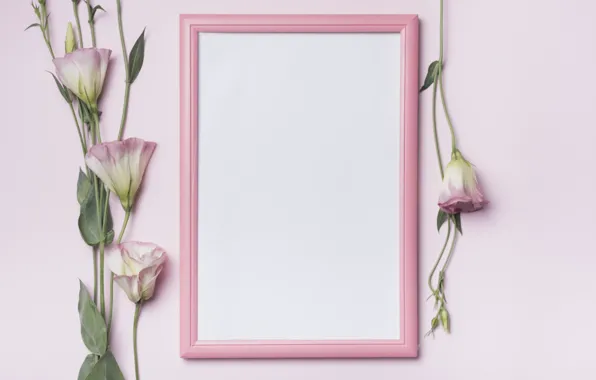 Цветы, фон, розовый, рамка, pink, flowers, эустома, frame