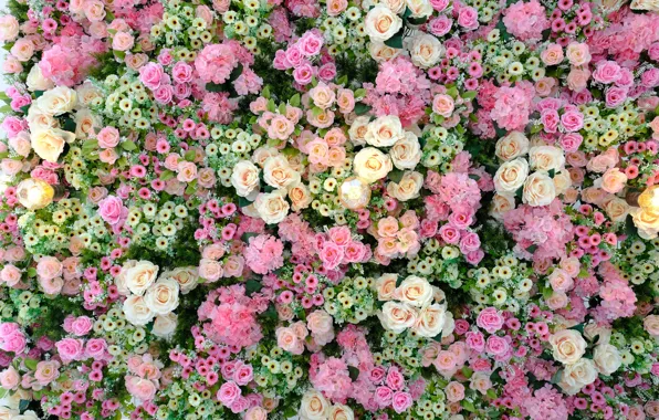 Цветы, Розы, бутоны, roses