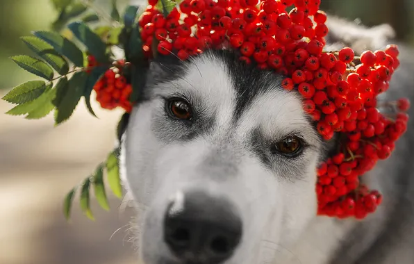 Взгляд, природа, поза, ягоды, портрет, собака, мордашка, венок