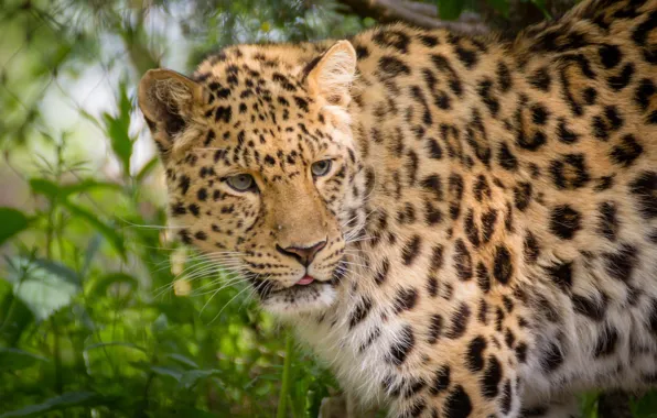Картинка леопард, дикая кошка, Амурский леопард