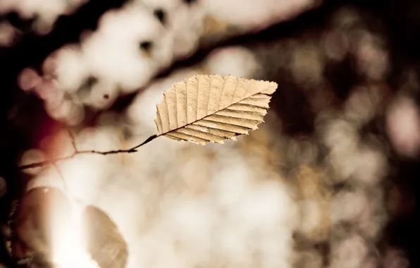 Осень, листья, природа