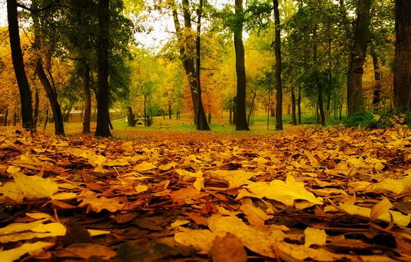 Картинка green, red, yellow, wood, autumn, leaf