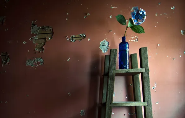 Картинка цветы, стена, бутылка
