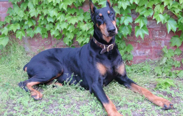 Картинка элегантная, дикий виноград, Doberman, Pinscher