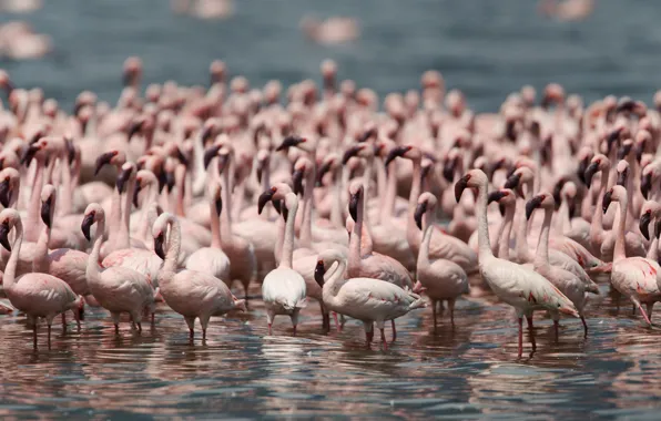 Картинка птицы, фламинго, популяция