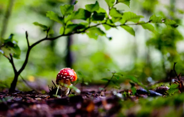 Лес, природа, гриб