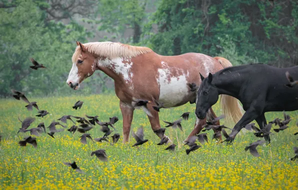 Картинка цветы, птицы, природа, кони, лошади, луг, пара, стая птиц