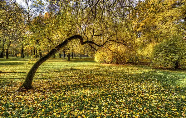Осень, листва, Санкт-Петербург, Россия, Екатерингоф