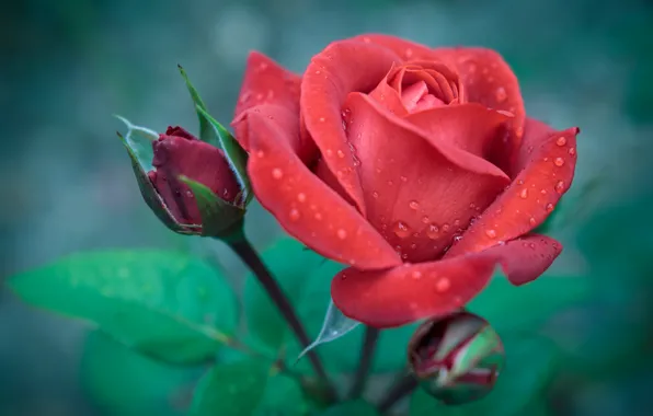 Картинка красный, розы, бутоны