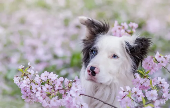 Картинка друг, собака, весна