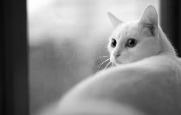 Картинка кошка, окно