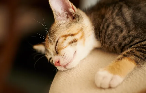 Кошка, котенок, сон, малыш, спит, лапочка