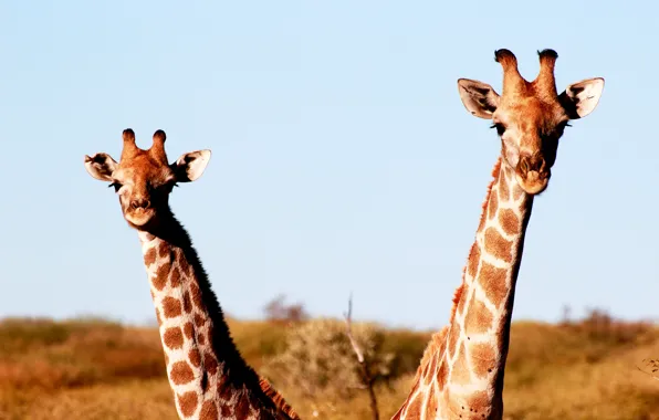 Namibia, Africa, wildlife, sunny, family, giraffes