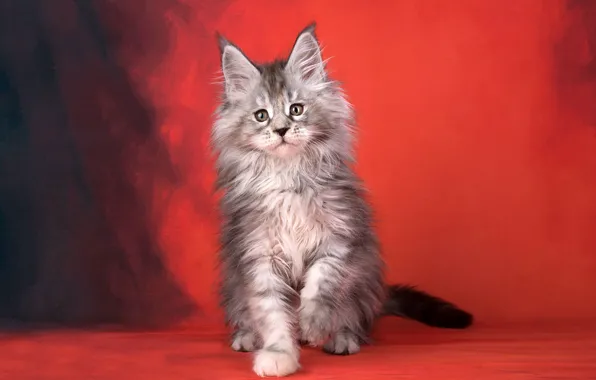 Картинка кот, красный, фон, пушистый, котёнок