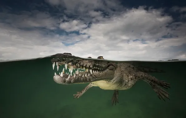 Картинка вода, природа, крокодил