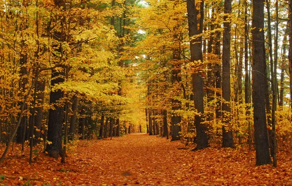 Картинка дорога, осень, лес, листья, деревья, парк, аллея
