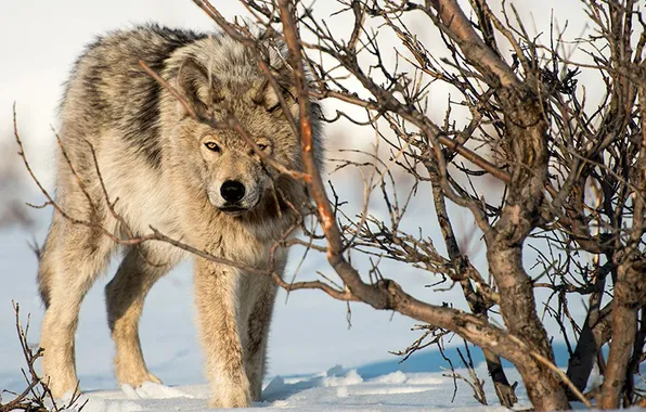 Nature, predator, animal, wolf, wildlife, portrait, portrait., Canis lupus. face