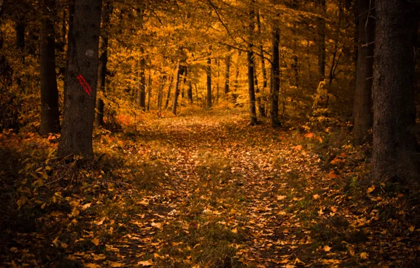 Картинка лес, листья, деревья, природа, Осень, листопад