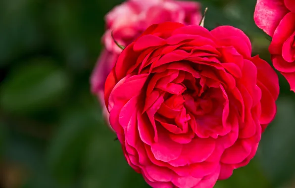 Макро, розы, лепестки