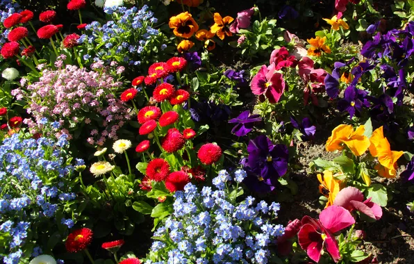 Garden, spring, blooming