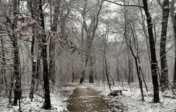 Картинка зима, природа, парк