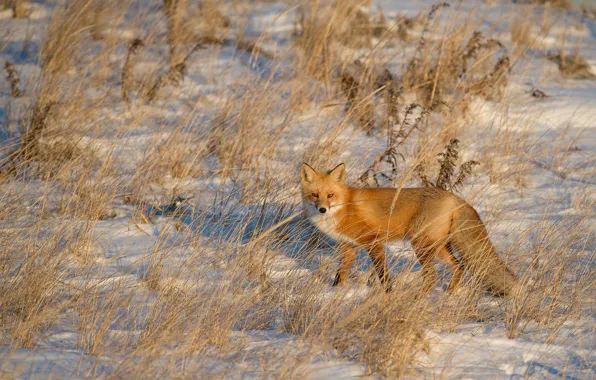 Fox, winter, snow, shadow, wildlife, sunligt
