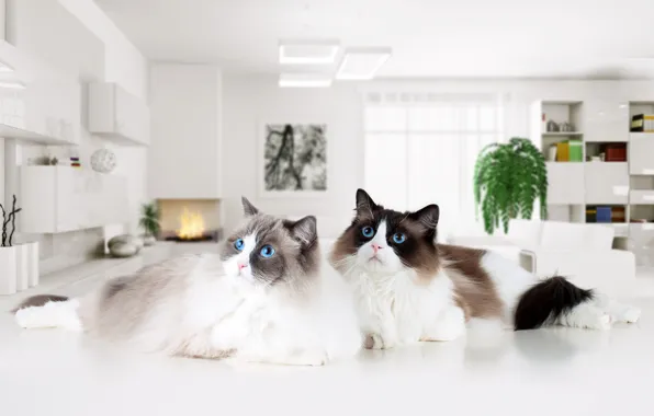 Кошка, кот, кошки, комната, мебель, интерьер, пара, рэгдолл