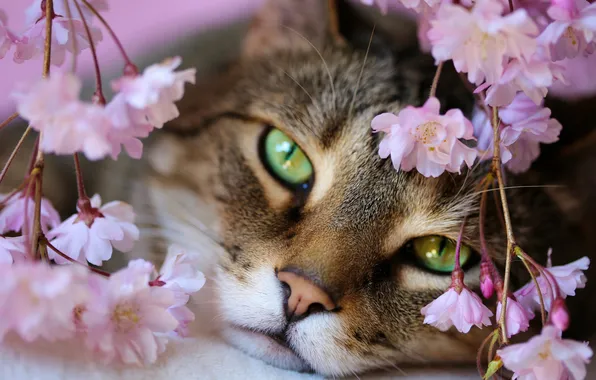 Кошка, кот, взгляд, цветы, ветки, поза, серый, портрет