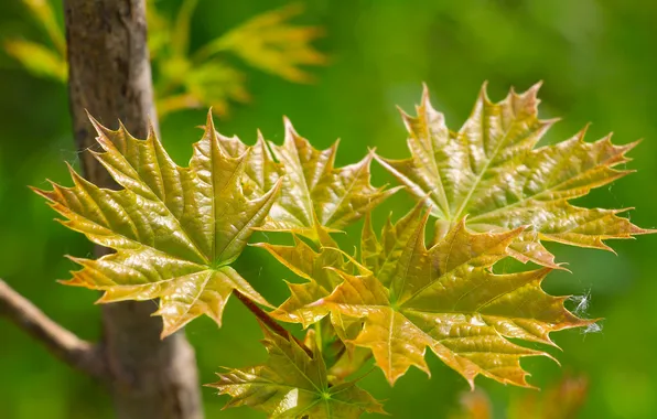 Spring, leaf, twig