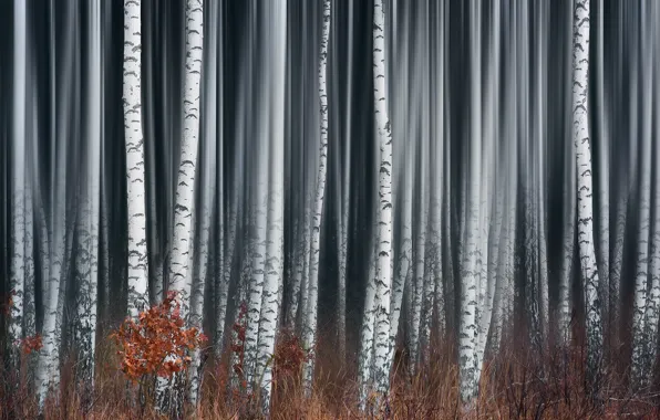 Картинка лес, туман, берёзы