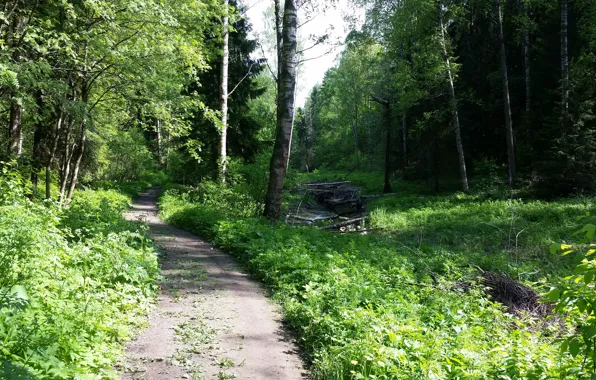 Зелень, Вода, Дерево, Дорога, Тропинка, Деревья, Река, Лес