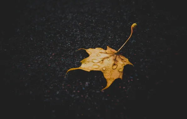 Картинка осень, земля, листок, macro