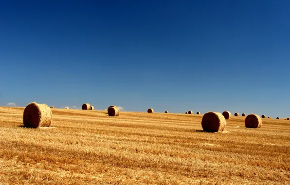 Картинка поле, longhorn, небо, тюки