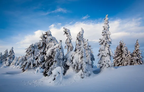 Картинка зима, снег, деревья, ели, Норвегия, сугробы, Norway, Лиллехаммер