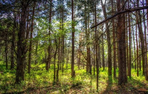 Лес, трава, солнце, деревья, HDR, весна, США, North Dakota