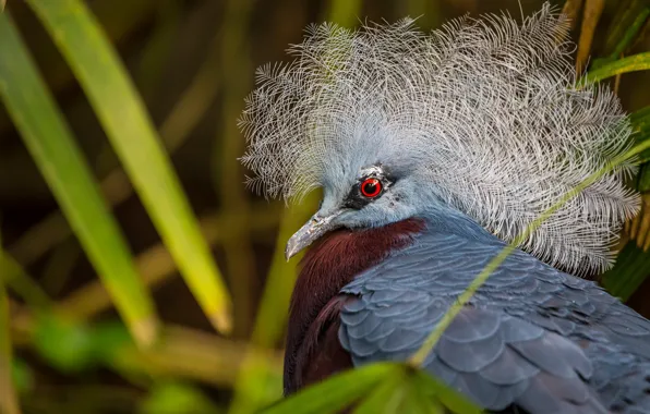 Макро, венценосный голубь, Новая Гвинея