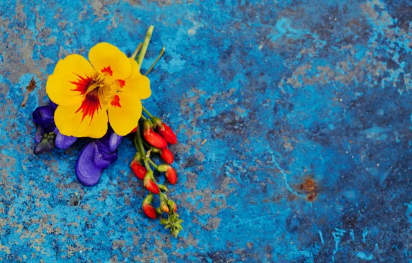 Картинка лето, цветы, синий, фон