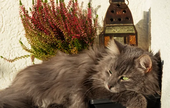 Картинка кошка, взгляд, серый, букет, фонари, лежит, натюрморт