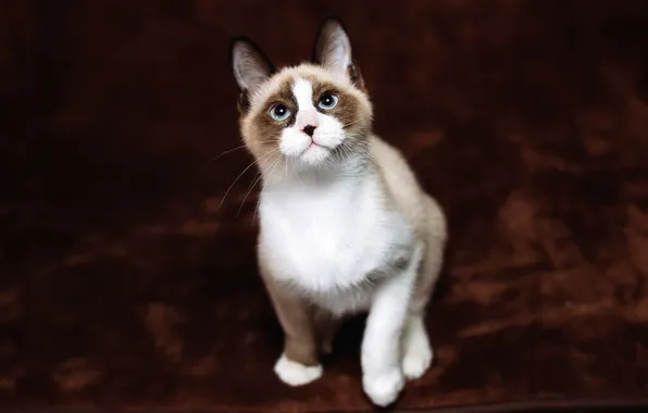 Кошка, кот, взгляд, фон, темный, пятна, котёнок, голубые глаза